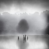 Cormorants in the mist Poster och Canvastavla