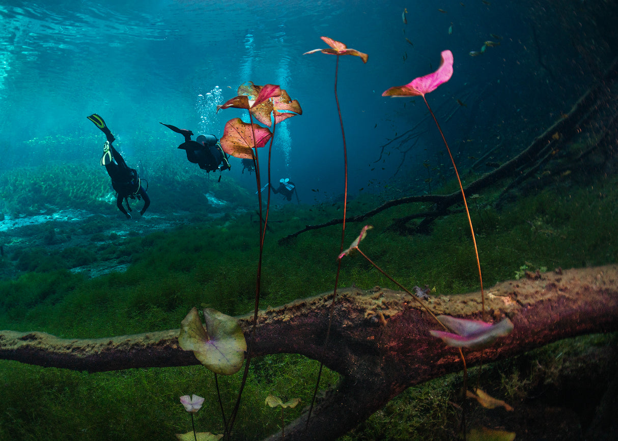 Lily flowers  (under water) Poster och Canvastavla