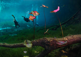 Lily flowers  (under water) Poster och Canvastavla
