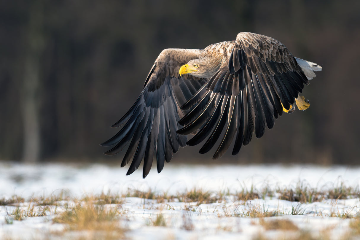 White-tailed eagle Poster och Canvastavla