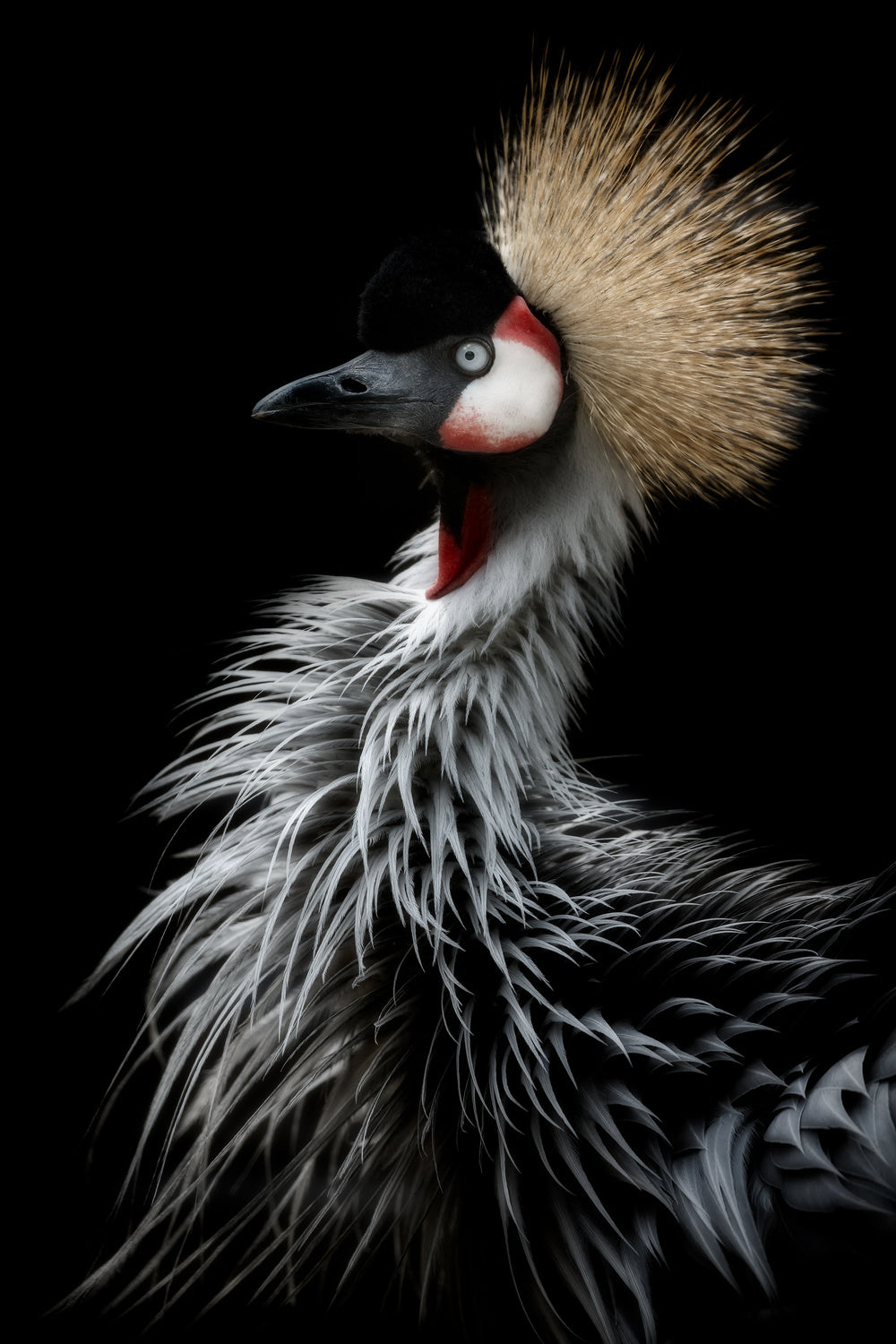 Crowned crane's portrait Poster och Canvastavla