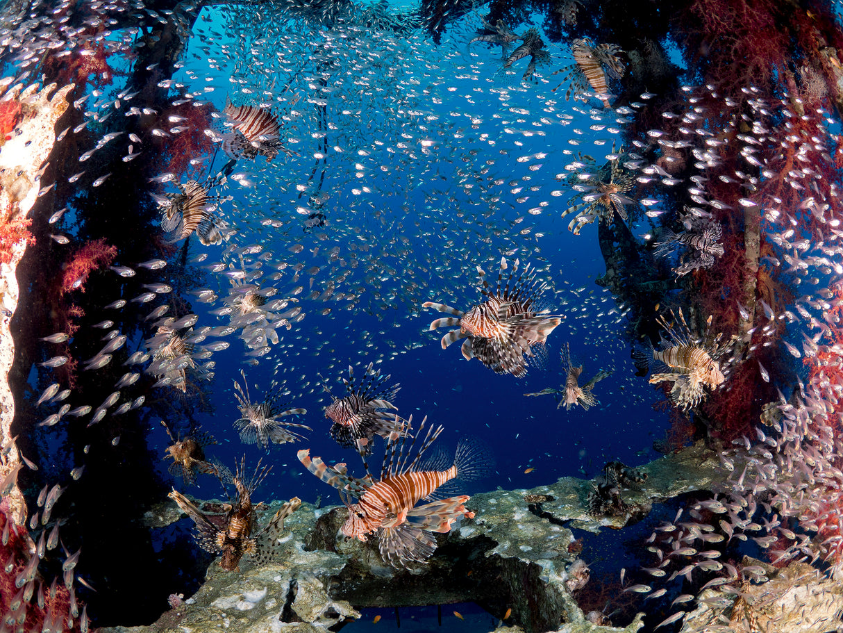 Lionfish party Poster och Canvastavla