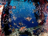 Lionfish party Poster och Canvastavla