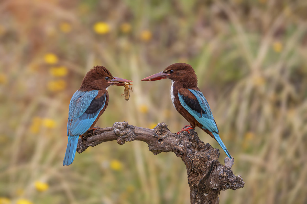 kingfisher Poster och Canvastavla