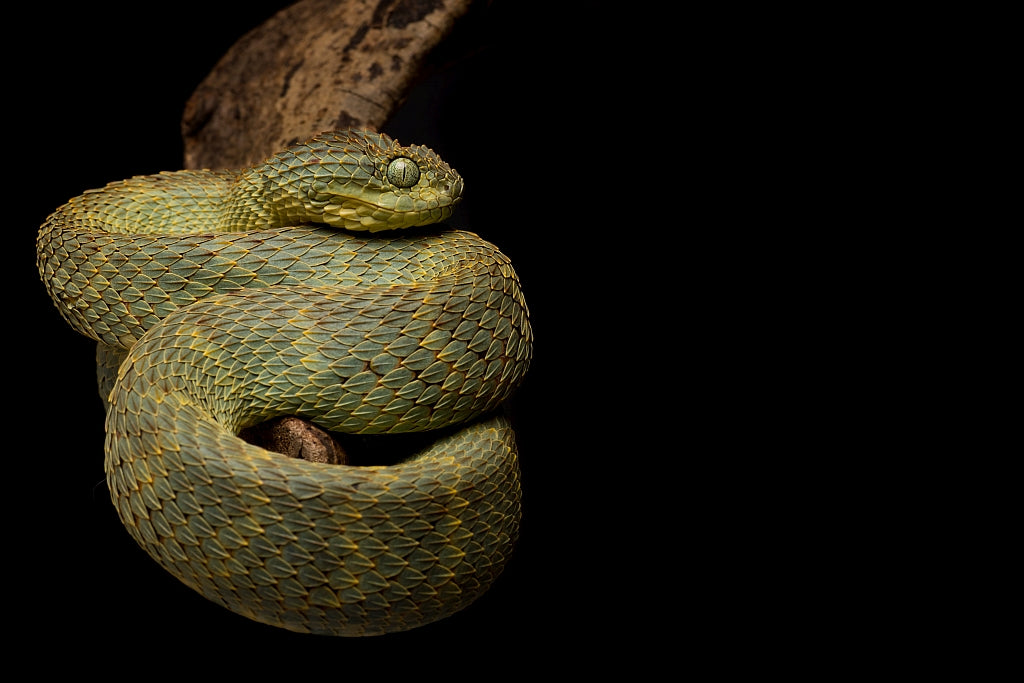 Atheris squamigera Poster och Canvastavla