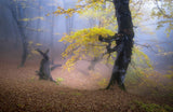 Fog in Mazichal forest Poster och Canvastavla