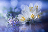 white spring Poster och Canvastavla