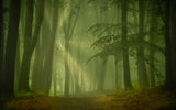 Magic forest Poster och Canvastavla