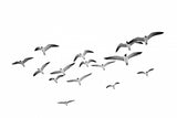Flying Birds Poster och Canvastavla
