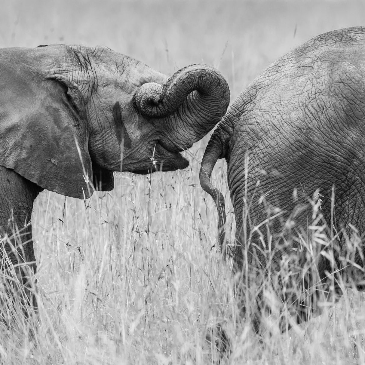 iTrunk Poster och Canvastavla