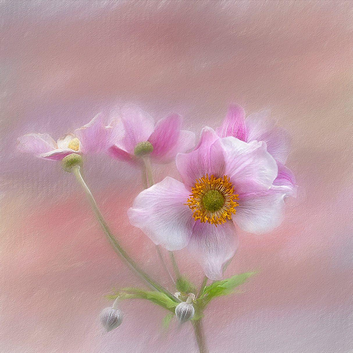 Pink Japanese Anenome Poster och Canvastavla