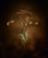 Withe hydrangea Poster och Canvastavla