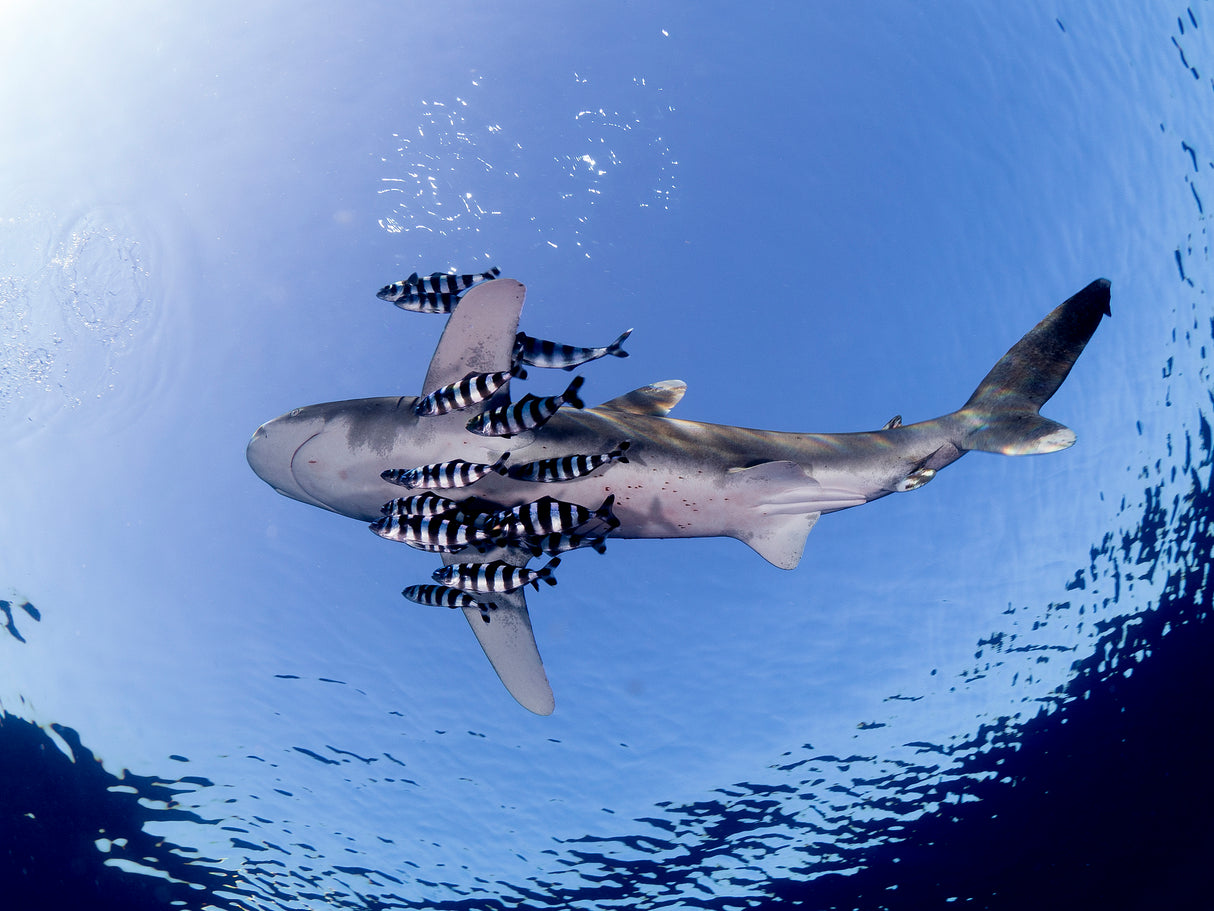 Oceanic White Tip Shark Poster och Canvastavla