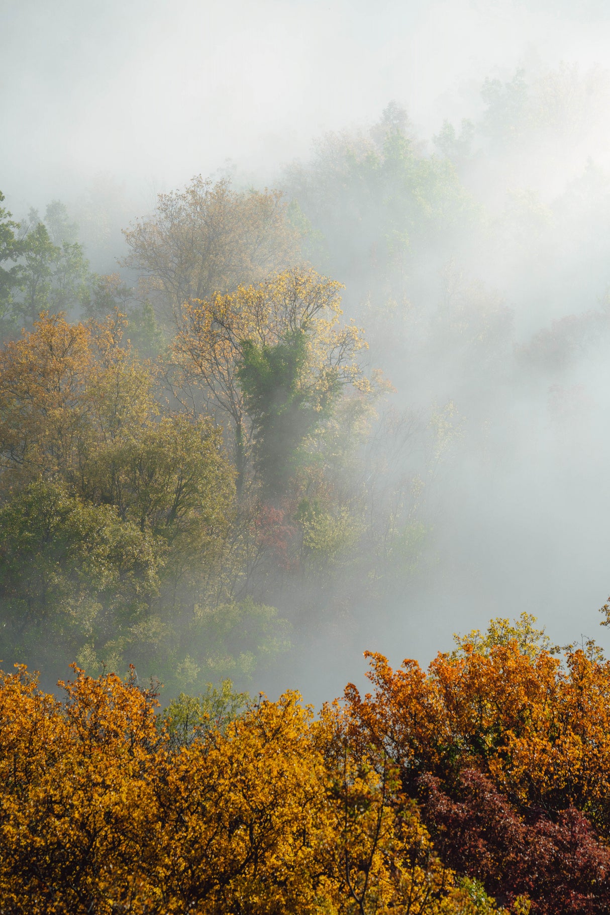 TREES IN FOG Poster och Canvastavla