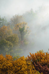 TREES IN FOG Poster och Canvastavla