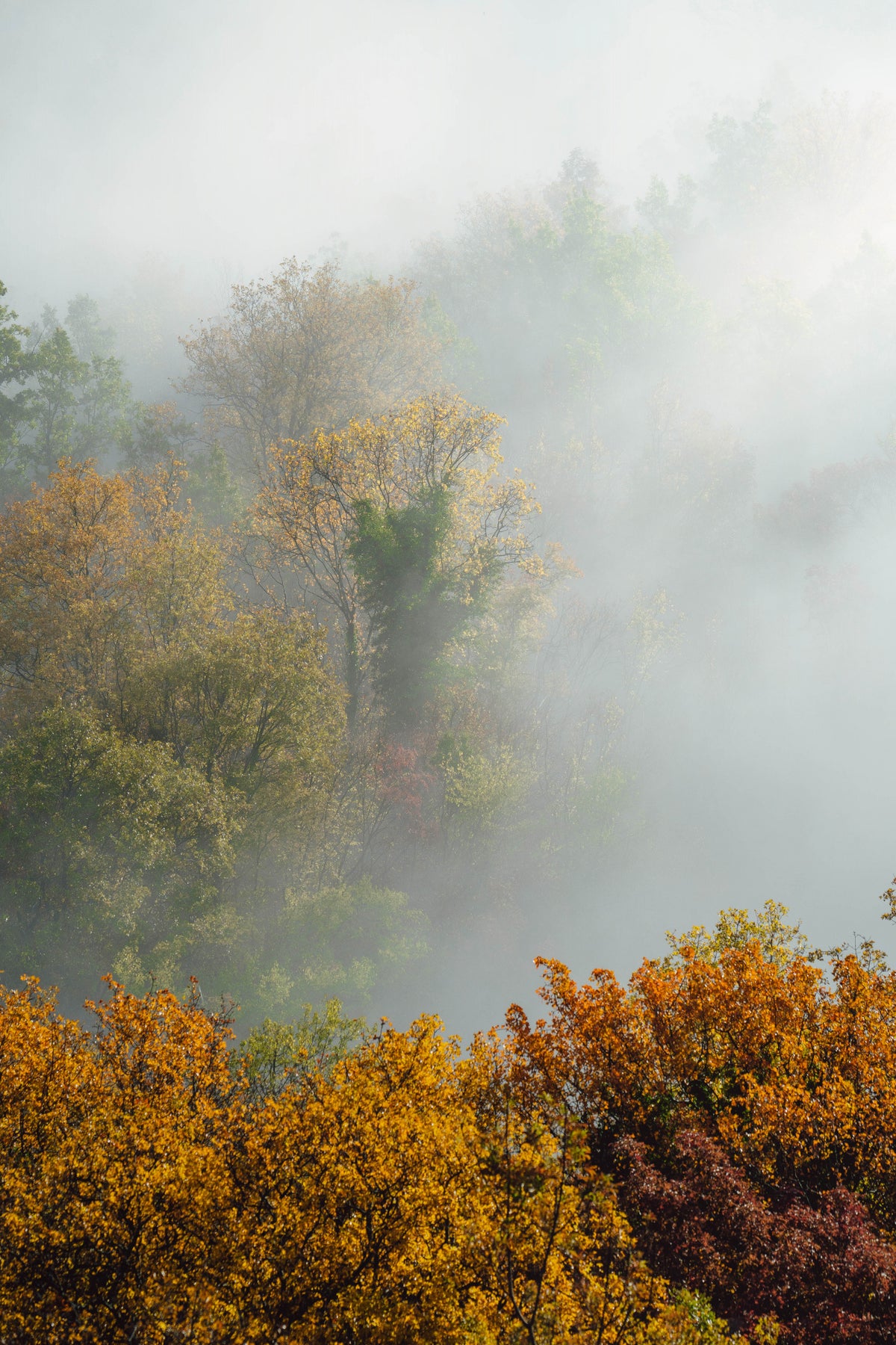 TREES IN FOG Poster och Canvastavla