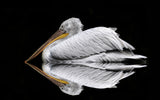 Mirrored the Pelican Poster och Canvastavla