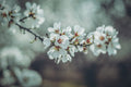 Almond Blossoms Poster och Canvastavla