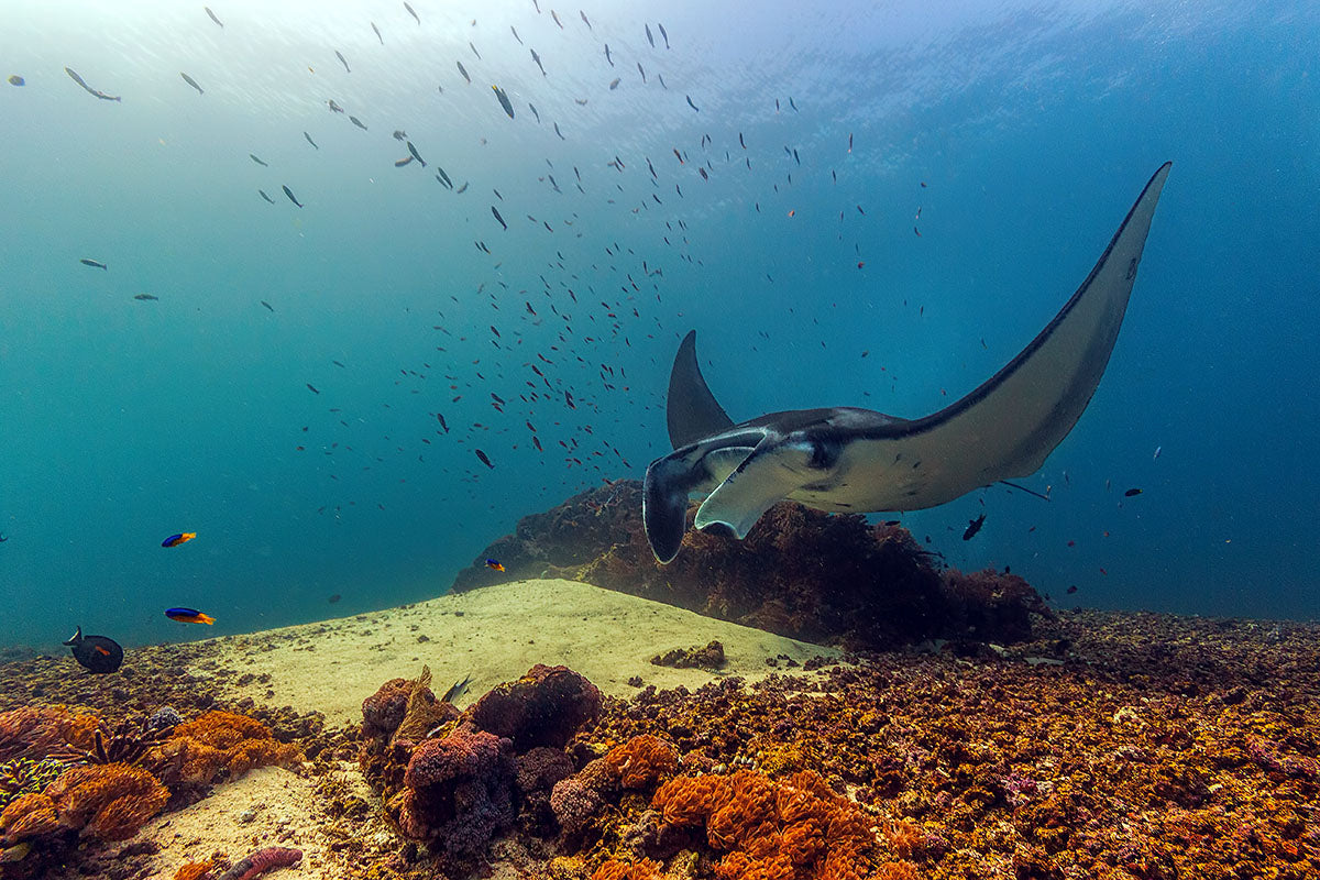 Manta Ray Poster och Canvastavla