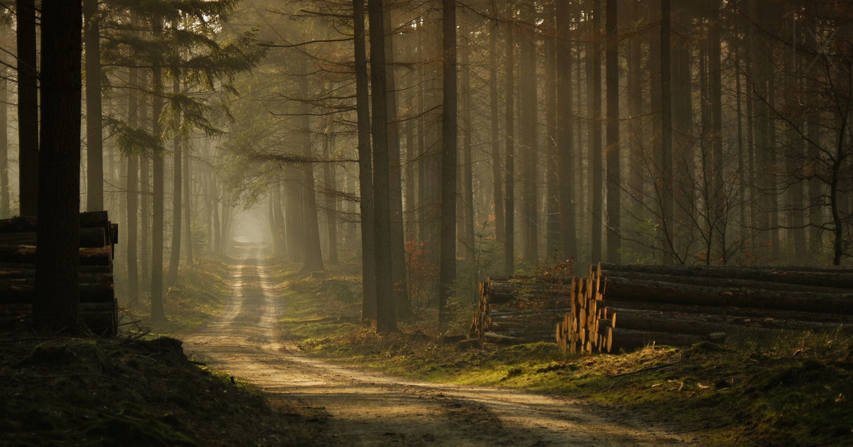 A forest walk Poster och Canvastavla