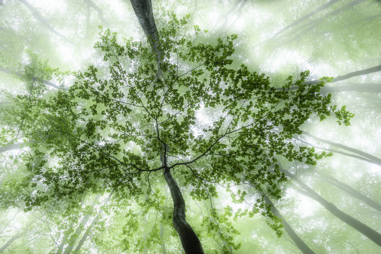 Green forest Poster och Canvastavla