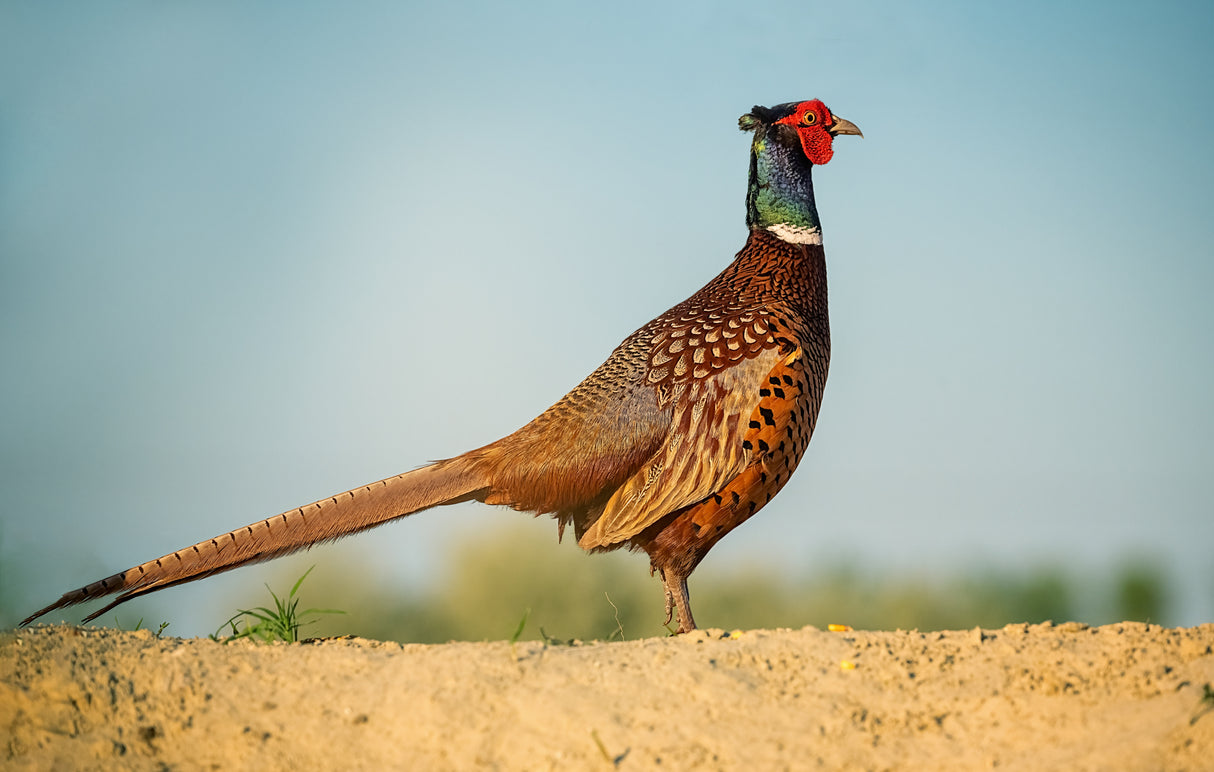 Pheasant Poster och Canvastavla
