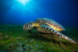 Green turtle Poster och Canvastavla