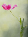 Spring Tulip Poster och Canvastavla