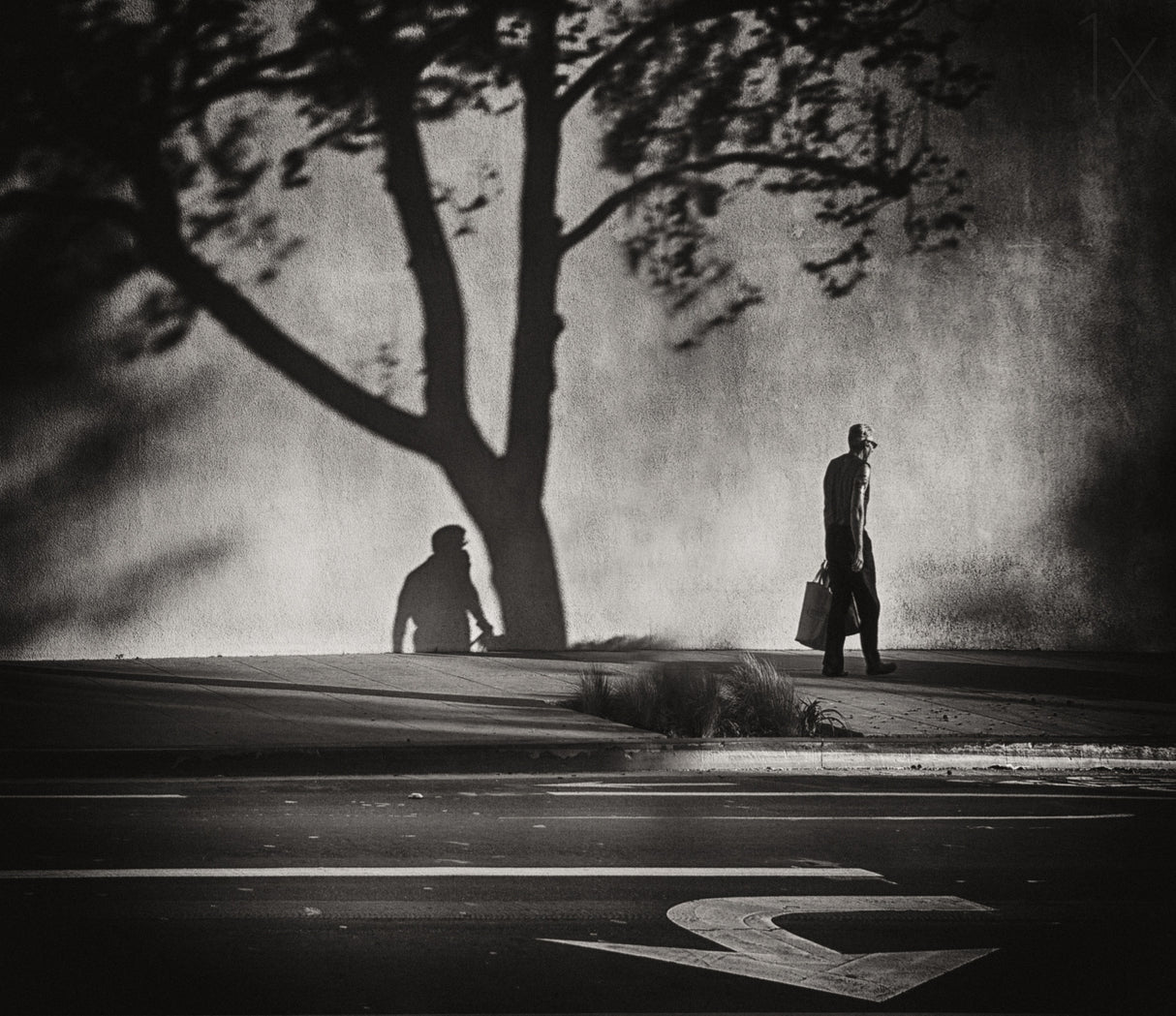 Trees, shadows and signs on Montana Avenue Poster och Canvastavla