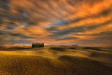 Cypresses... Poster och Canvastavla