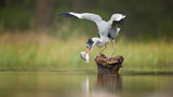 Grey Heron Poster och Canvastavla