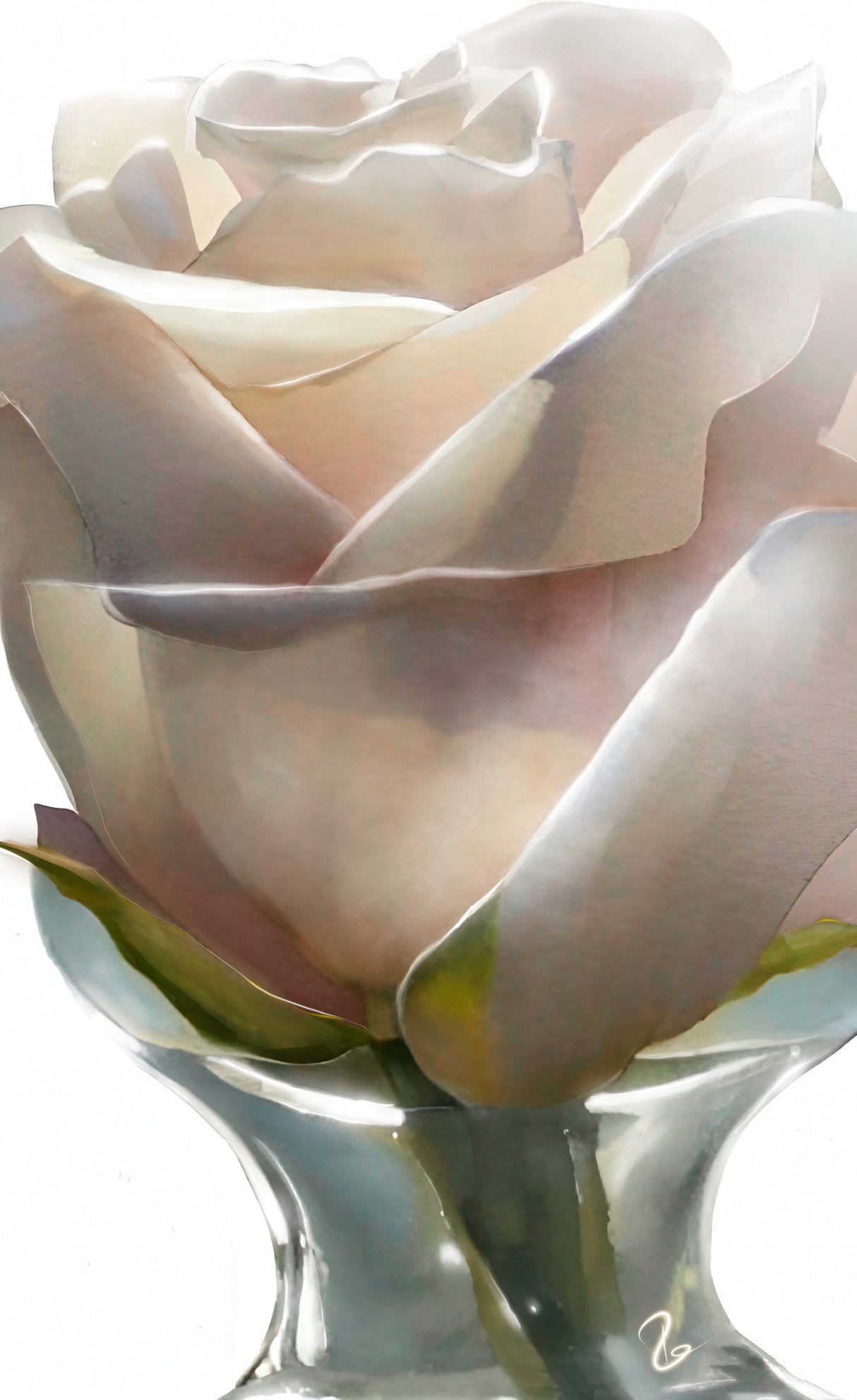 White Rose Poster och Canvastavla