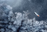 Winter by the Melaleuca forest Poster och Canvastavla