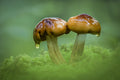 Dripping slime from Mushroom Poster och Canvastavla