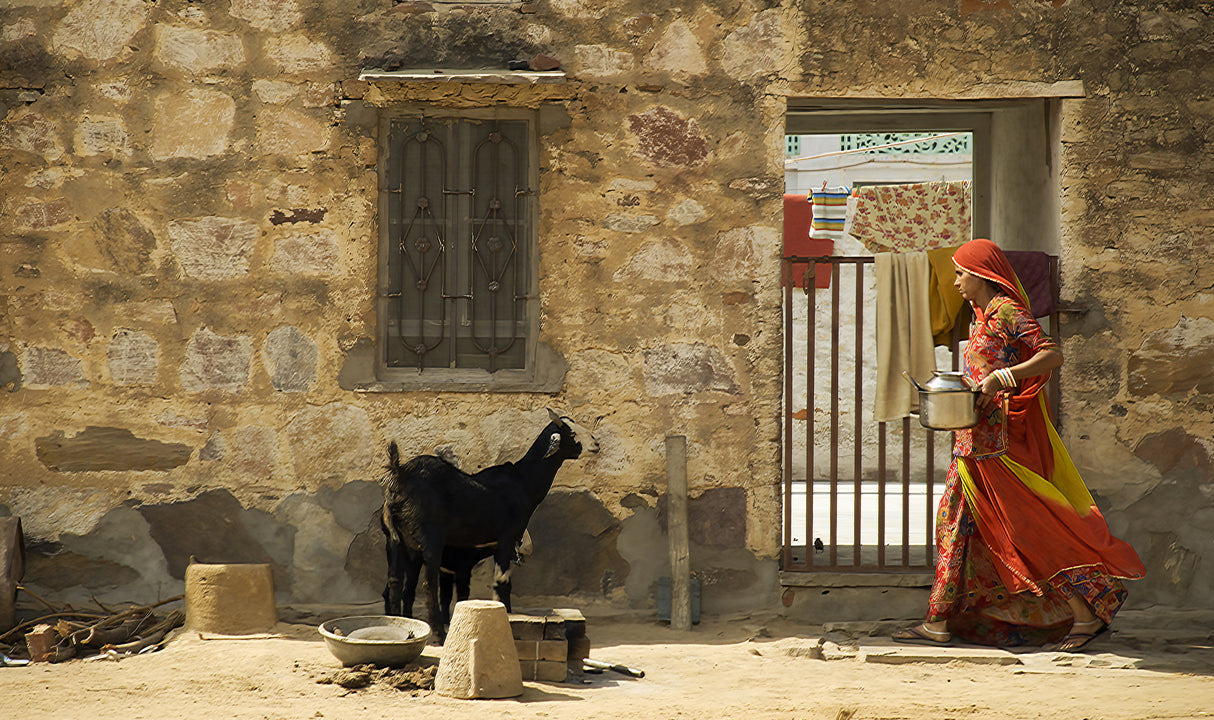Rajasthani woman Poster och Canvastavla
