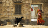 Rajasthani woman Poster och Canvastavla
