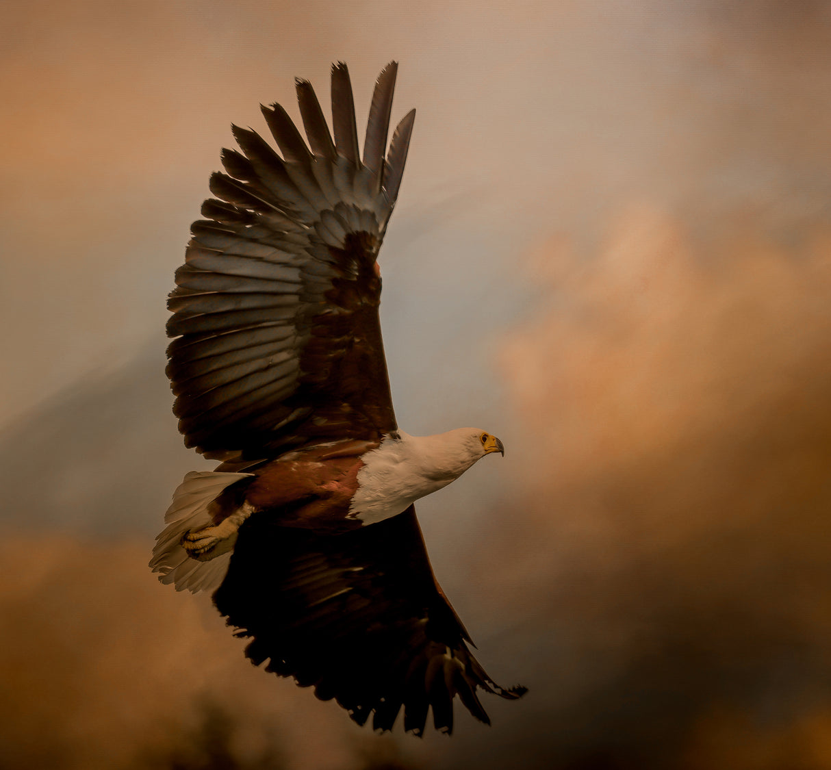 One day I'll fly away.... Poster och Canvastavla