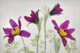 Pulsatilla Poster och Canvastavla