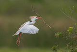 Cattle Egret Poster och Canvastavla