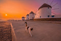 Lone cat and windmills Poster och Canvastavla