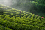 Green Tea Farm Poster och Canvastavla