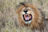 Roaring Lion Poster och Canvastavla
