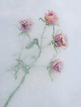 Roses among the ice. Poster och Canvastavla