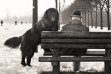 One man and his dog Poster och Canvastavla