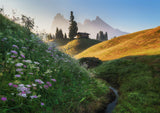 Flowery morning Poster och Canvastavla