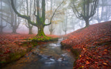 Misty Morning in Otzarreta Poster och Canvastavla