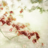 fleeting romance Poster och Canvastavla