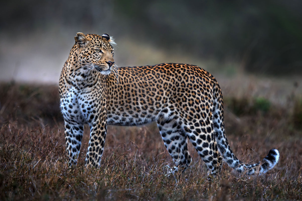 Leopard on the prowl Poster och Canvastavla
