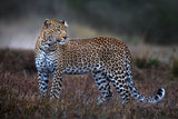 Leopard on the prowl Poster och Canvastavla