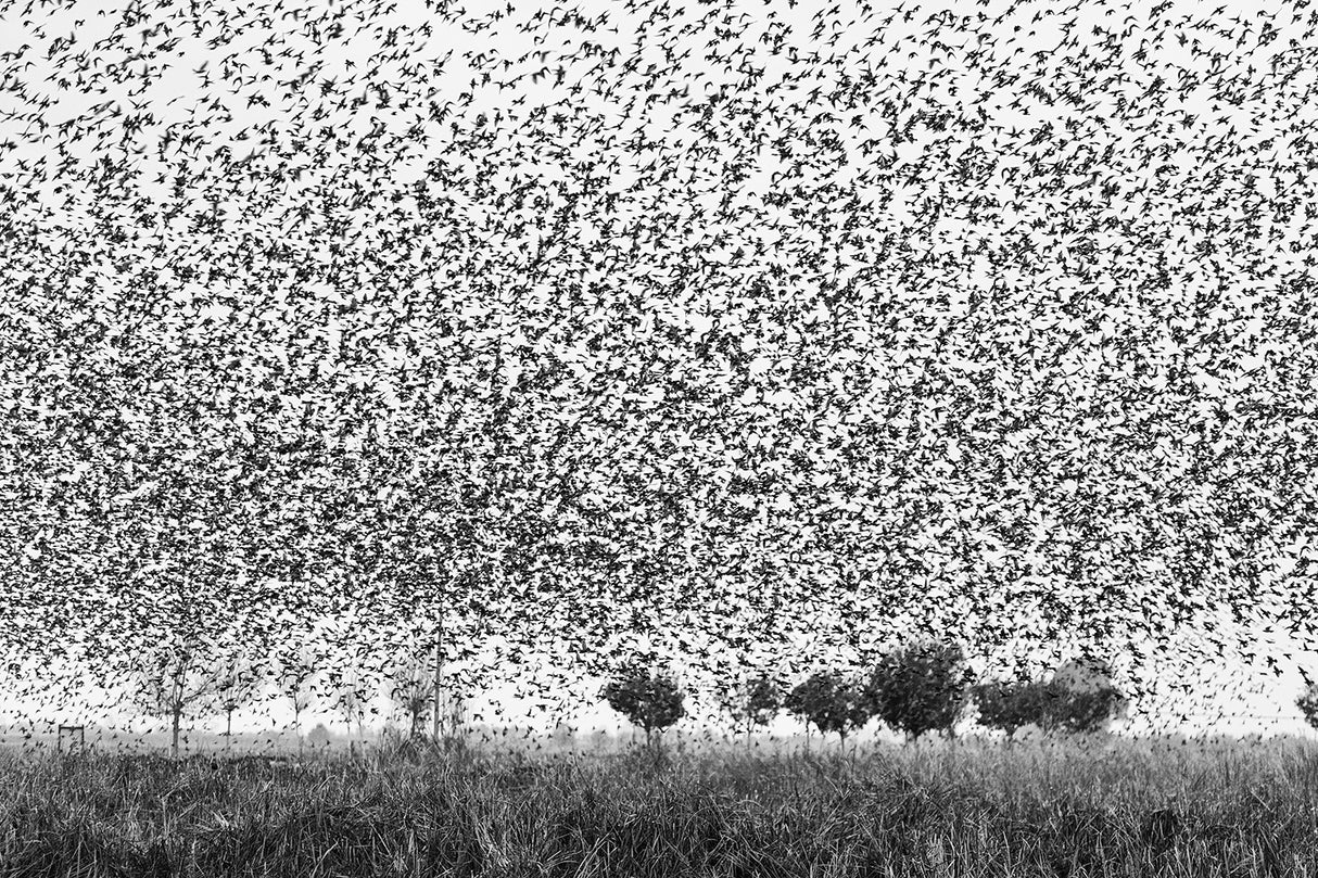 Starlings attack Poster och Canvastavla